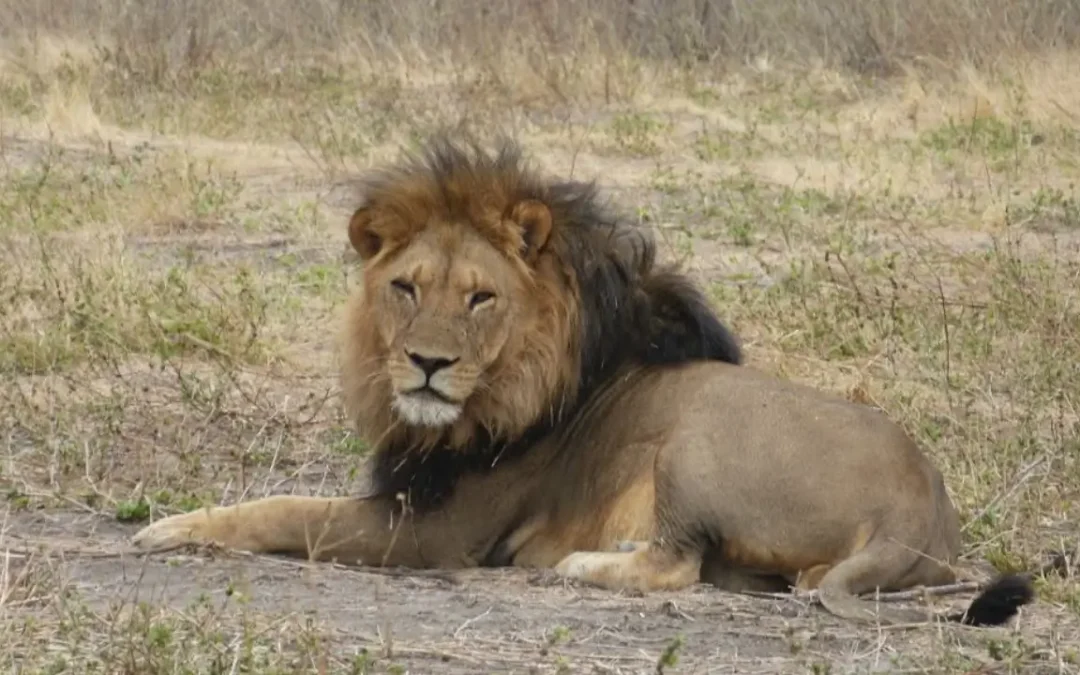Abram In Africa