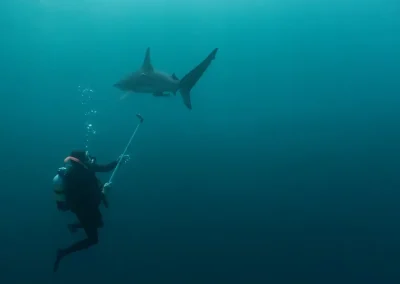 shark research gallery 3