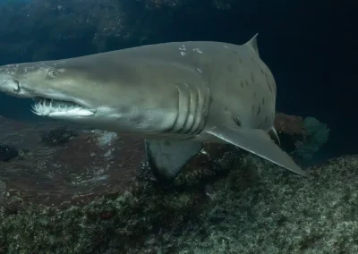 shark research gallery 4