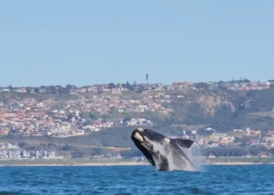 MBBA Whale Cover