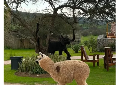 barney barnato lama