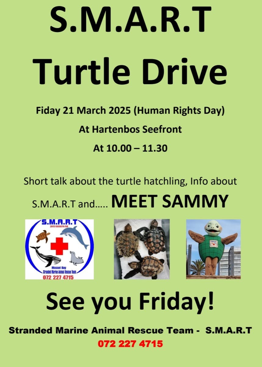 smart turtle drive
