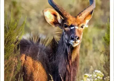 fungamukaba wildlife